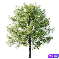 Linden American 20m 3D Model Corona