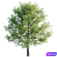 Linden American 20m 3D Model Corona