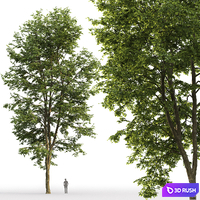 Tilia platyphyllos 3D Model Corona