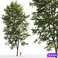 Tilia platyphyllos 3D Model Corona