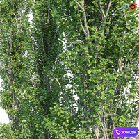 Poplar Pyramidal 15m Summer 3D Model Vray, Corona