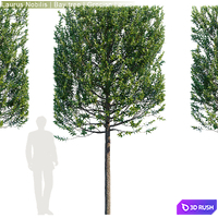 Laurus Nobilis | Bay tree | Grecian Laurel hedge # 3 3D Model Corona