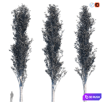 Poplar Pyramidal 17m Summer 3D Model Vray, Corona