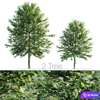 Tilia platyphyllos 8.5m and 6.3m 3D Model Vray, Corona