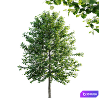 Tilia platyphyllos 8.5m and 6.3m 3D Model Vray, Corona