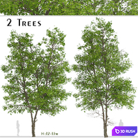 Set of Tilia Platyphyllos Trees (Large-Leaved Lime) (2 Trees) 3D Model Vray