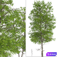 Set of Tilia Platyphyllos Trees (Large-Leaved Lime) (2 Trees) 3D Model Vray