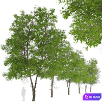 Set of Tilia Platyphyllos Trees (Large-Leaved Lime) (2 Trees) 3D Model Vray
