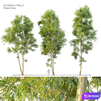 Eucalyptus_2 3D Model Corona