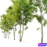 Eucalyptus_2 3D Model Corona