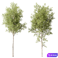 Tree Green Maple - Set 124 3D Model Vray, Corona