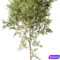 Tree Green Maple - Set 124 3D Model Vray, Corona