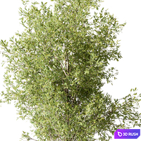 Tree Green Maple - Set 124 3D Model Vray, Corona