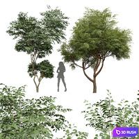 New Plant Beautiful Tree Japanese Cherry Velvet Mesquite Tree 3D Model Vray, Corona