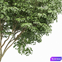 New Plant Beautiful Tree Japanese Cherry Velvet Mesquite Tree 3D Model Vray, Corona