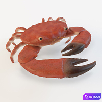 Crab 3D Model Vray