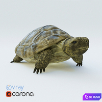 Central Asian turtle 3D Model Corona