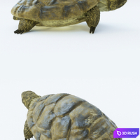 Central Asian turtle 3D Model Corona