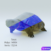 Central Asian turtle 3D Model Corona