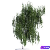 Birch 3D Model Vray
