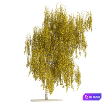 Birch 3D Model Vray