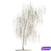 Birch 3D Model Vray