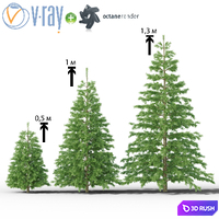 Young Spruce 3D Model Vray
