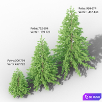 Young Spruce 3D Model Vray