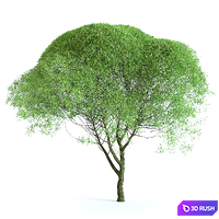 Iva Brittle (Spheroidal) 3D Model Vray, Corona