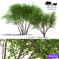 Irga Lamarca Canadian tapeworm | Amelanchier canadensis # 2 3D Model Vray