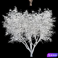 Irga Lamarca Canadian tapeworm | Amelanchier canadensis # 2 3D Model Vray