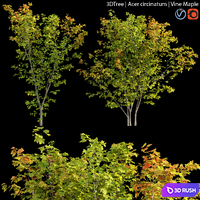 Acer circinatum | Vine Maple 01 3D Model Vray, Corona