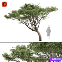 High quality Acacia 3D Model Corona