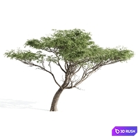High quality Acacia 3D Model Corona