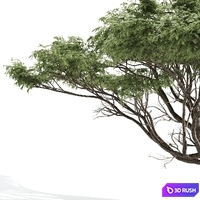 High quality Acacia 3D Model Corona