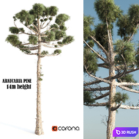 ARAUCARIA PINE-corona 3D Model Corona