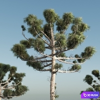 ARAUCARIA PINE-corona 3D Model Corona