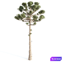 ARAUCARIA PINE-corona 3D Model Corona