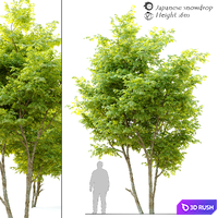 Japanese snowdrop (Styrax japonicus) 3D Model Vray, Corona