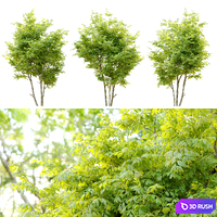 Japanese snowdrop (Styrax japonicus) 3D Model Vray, Corona