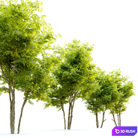 Japanese snowdrop (Styrax japonicus) 3D Model Vray, Corona