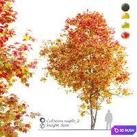 Autumn Acer cappadocicum (coliseum maple)  2 3D Model Vray, Corona