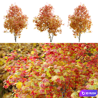 Autumn Acer cappadocicum (coliseum maple)  2 3D Model Vray, Corona