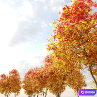 Autumn Acer cappadocicum (coliseum maple)  2 3D Model Vray, Corona