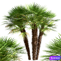 Set of European Fan Palm trees (Chamaerops Humilis) (3 Trees) 3D Model Vray