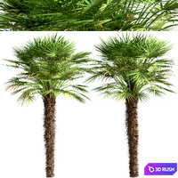 Set of European Fan Palm trees (Chamaerops Humilis) (3 Trees) 3D Model Vray