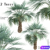 Set of Copernicia Palm Trees (Carnaubeira) (2 Trees) 3D Model Vray