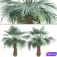 Set of Copernicia Palm Trees (Carnaubeira) (2 Trees) 3D Model Vray