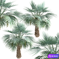 Set of Copernicia Palm Trees (Carnaubeira) (2 Trees) 3D Model Vray