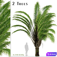 Set of Dypsis decaryi palm Trees (Triangle Palm) (2 Trees) 3D Model Vray